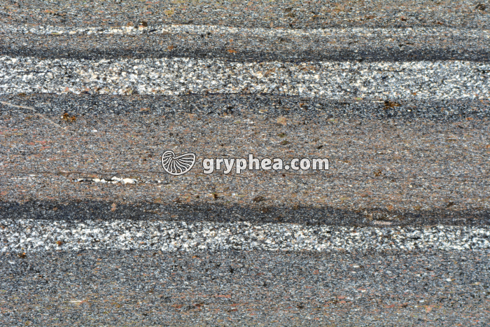 Schiste LPA x3,5 - gryphea.org